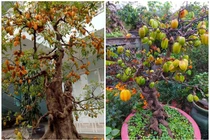 Ngắm khế bonsai trĩu quả khiến dân chơi chơi mê tít