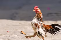 Giống gà “quý tộc” bé xíu, giá trăm triệu khiến dân chơi mê tít