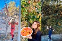 Mãn nhãn vườn cây trái sai trĩu trịt của Hạ Vy ở Mỹ