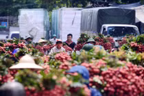 Giá vải thiều cao nhất 60 năm ở Bắc Giang