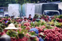 Giá vải thiều cao nhất 60 năm ở Bắc Giang