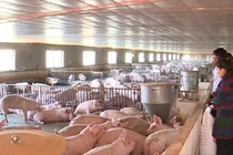 Đầu năm Kỷ Hợi, xem trang trại lợn độc nhất vô nhị ở Việt Nam