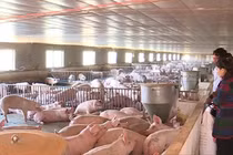 Đầu năm Kỷ Hợi, xem trang trại lợn độc nhất vô nhị ở Việt Nam