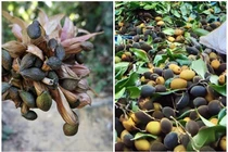 2 loại quả vài năm mới có 1 lần giúp người dân “hốt bạc“