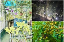 Ngắm nhà vườn 10.000m2 của cố nghệ sĩ Giang Còi 