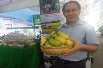 Ngỡ ngàng chanh “lạ” dài như quả cà tím ở Hậu Giang