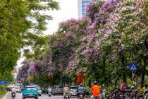 Mãn nhãn mùa hoa tháng 5 khoe sắc tại Hà Nội