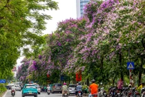 Mãn nhãn mùa hoa tháng 5 khoe sắc tại Hà Nội