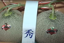 Cận cảnh cặp dưa lưới đặc sản vừa bán với giá 572 triệu đồng