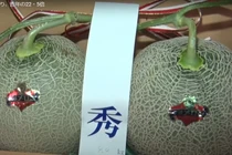 Cận cảnh cặp dưa lưới đặc sản vừa bán với giá 572 triệu đồng