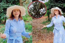 "Đột nhập" vườn trái cây rộng 1 ha của Lý Nhã Kỳ