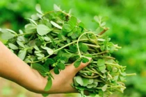 3 loại rau được tôn là “rau trường thọ”, ở Việt Nam mọc đầy mà không biết 