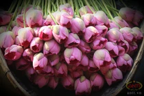 Những đầm sen "hái ra tiền" ở Hà Nội