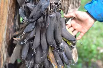 Dân khóc ròng vì trái cây rẻ như cho, không ai mua