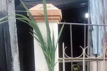 Thực vật giống cây lúa cao 2 m xuất hiện ở Sóc Trăng 