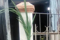 Thực vật giống cây lúa cao 2 m xuất hiện ở Sóc Trăng 