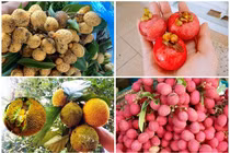 4 loại quả rừng “giá chát” vẫn được lùng mua