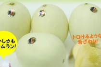 Tận mục dưa lê trắng Nhật nửa triệu đồng/kg hút khách Việt