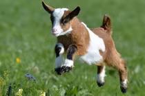 Lãi mẹ đẻ lãi con, 3 con giáp sắp trở thành đại gia, tiền bạc về đầy ví 