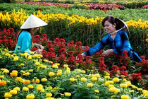 Những làng hoa Tết miền Tây nguy cơ hứng bão số 16