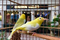 “Điểm” chủng chim quý “chat” cỡ nào… nhà giàu Việt muốn có