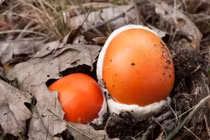 Loại nấm giống hệt quả trứng gà giá gần nửa triệu đồng/kg có gì đặc biệt?