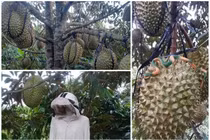 1001 cách chống trộm sầu riêng của chủ vườn 