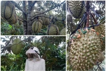 1001 cách chống trộm sầu riêng của chủ vườn 