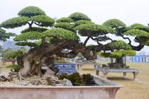 Dàn duối cổ dáng thế độc nhất vô nhị, đại gia xếp hàng chờ mua