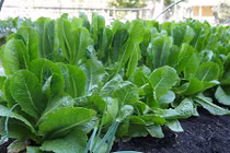 Đã mắt ngắm vườn rau cải "hái ra tiền" xanh hút mắt