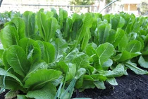 Đã mắt ngắm vườn rau cải "hái ra tiền" xanh hút mắt