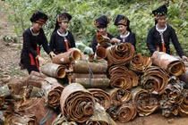 Về thủ phủ quế "hái" ra tiền, nhiều cây "khủng" ở Yên Bái