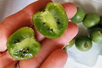 Kiwi tí hon giá chát 1 triệu đồng/kg khiến chị em “phát cuồng“