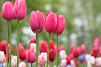 3 con giáp hướng nội có tài lãnh đạo, hậu vận thành danh