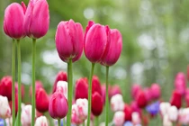 3 con giáp hướng nội có tài lãnh đạo, hậu vận thành danh