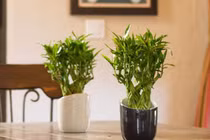 Bật mí cách trang trí nhà đúng phong thủy đón Tết Tân Sửu 