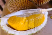 Giá tiền triệu, vì sao sầu riêng Malaysia vẫn cháy hàng?