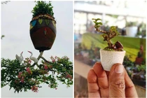 Chiêm ngưỡng 2 vườn bonsai độc đáo xác lập kỷ lục ở Việt Nam