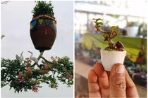 Chiêm ngưỡng 2 vườn bonsai độc đáo xác lập kỷ lục ở Việt Nam