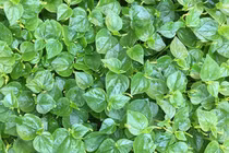 5 loại rau “hái ra tiền” mọc đầy ở Việt Nam... không phải ai cũng biết