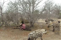 Clip: Linh cẩu “trắng trợn” cướp mồi của sư tử đực 