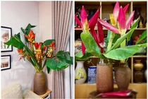 Bất ngờ hoa “chống đói” xưa thành tuyệt phẩm khách Hà Nội săn lùng