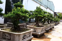 Đã mắt ngắm vườn tùng bạc tỷ của đại gia Việt