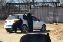 Gấu vây ôtô trong công viên hoang dã 