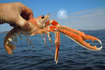 Nhà giàu Việt săn lùng tôm càng đỏ Na Uy tiền triệu ăn Tết