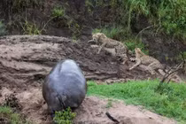 Clip: Sư tử ngậm ngùi nhìn hà mã giành mất con mồi