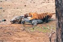 Clip: Hổ hạ sát cá sấu khổng lồ trong tích tắc