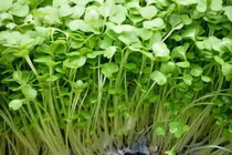 Giá rau tăng phi mã: Học ngay những loại rau mầm dễ trồng tại nhà