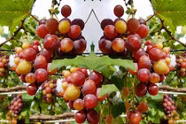 “Lạc trôi” vào vườn nho chín mọng trên sân thượng nhà Sài Gòn