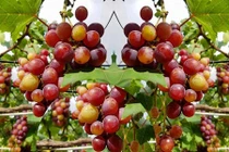 “Lạc trôi” vào vườn nho chín mọng trên sân thượng nhà Sài Gòn